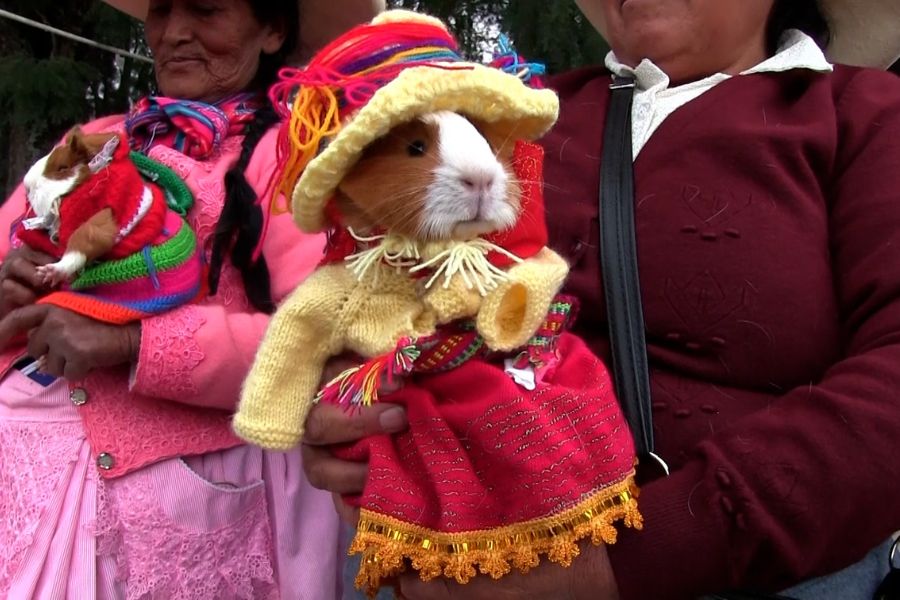 "Cuy a la vista": el singular concurso de belleza y carrera de cuyes en Huaylas